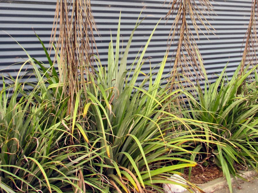 5x Astelia Fragrans - $12.99 each