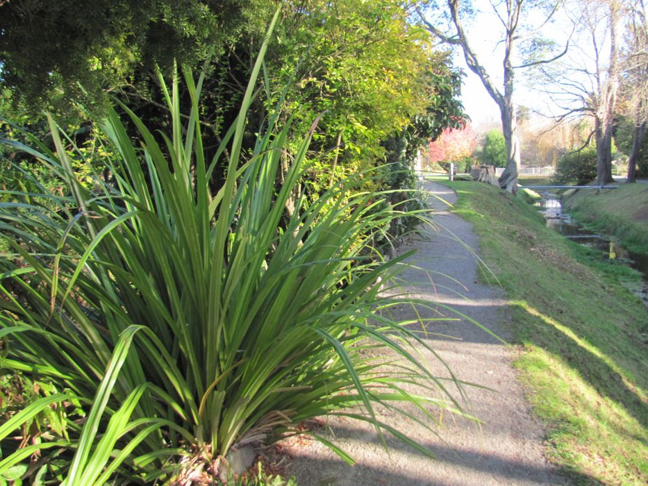 25x Astelia Fragrans- $9.99 each