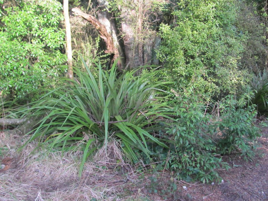 5x Astelia Fragrans - $12.99 each