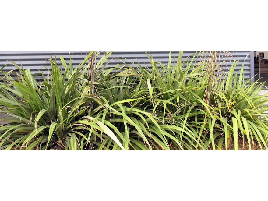 5x Astelia Fragrans - $12.99 each