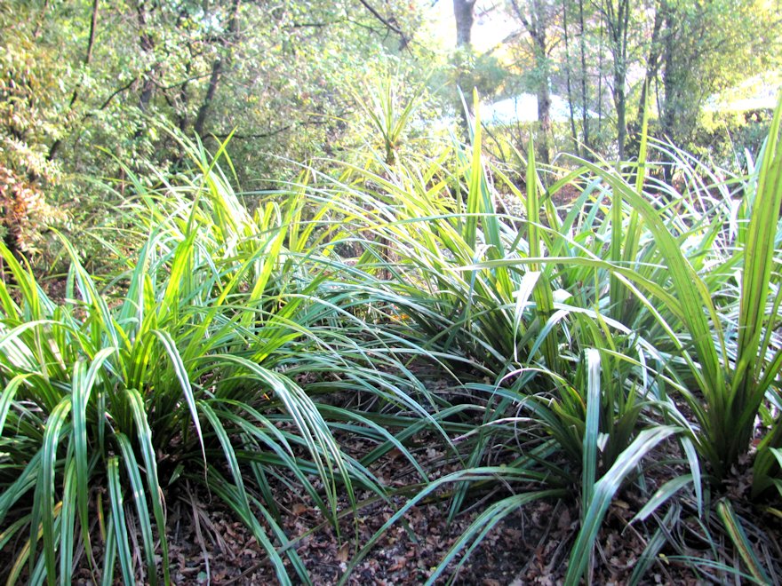5x Astelia Fragrans - $12.99 each