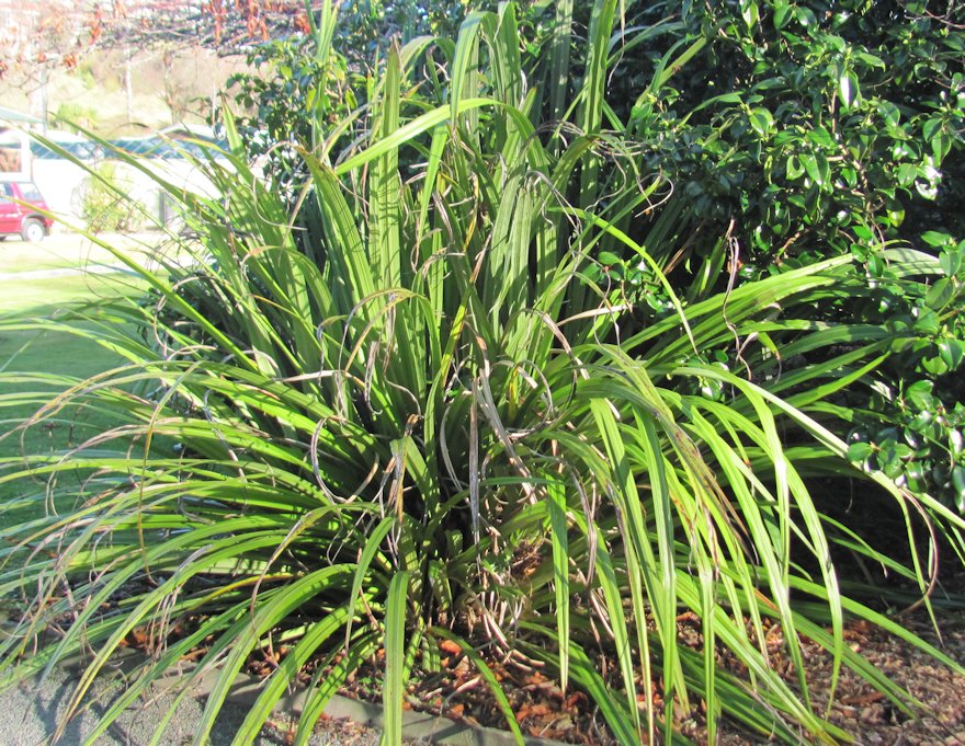 5x Astelia Fragrans - $12.99 each