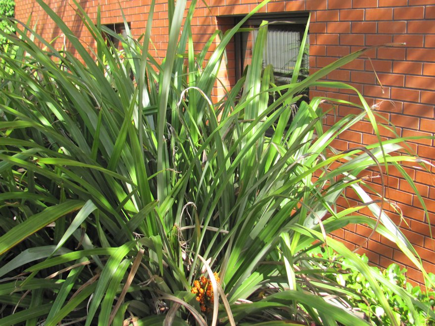 Astelia Fragrans