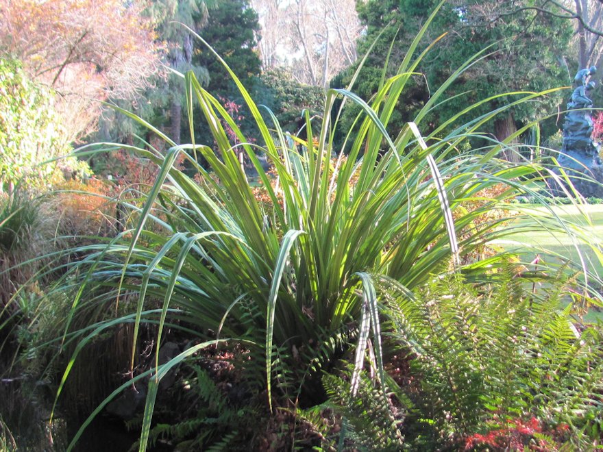 5x Astelia Fragrans - $12.99 each