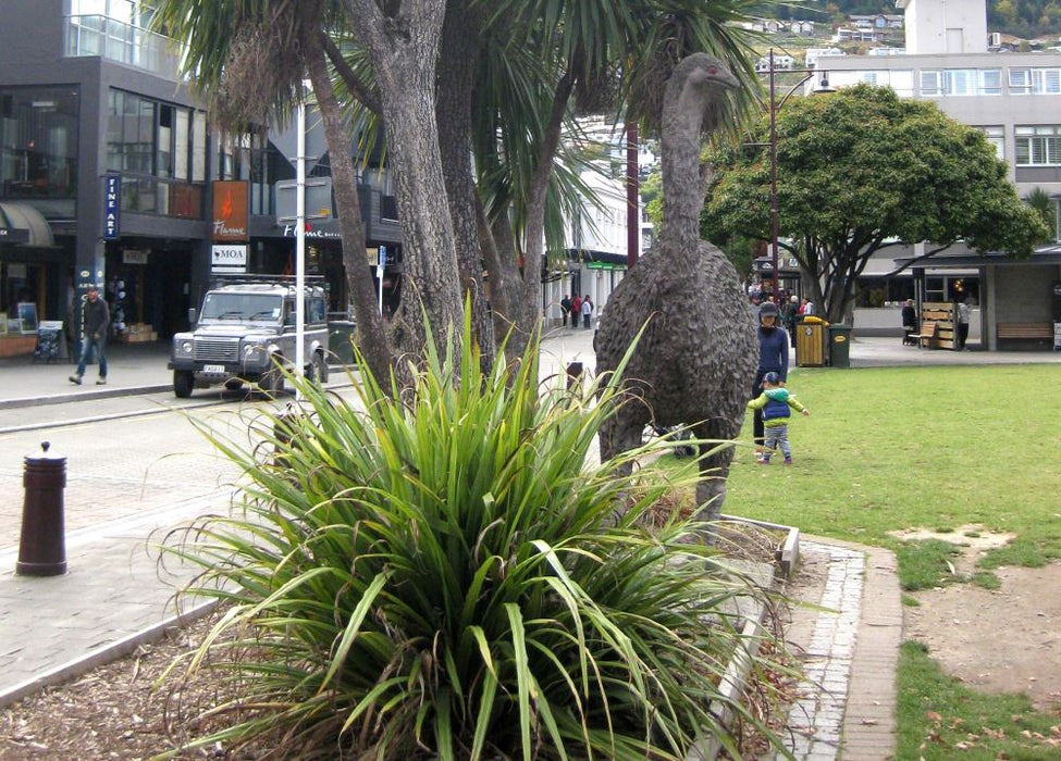 25x Astelia Fragrans- $9.99 each