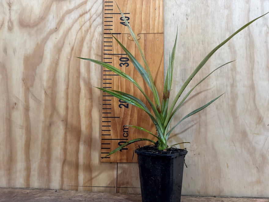 25x Astelia Fragrans- $9.99 each