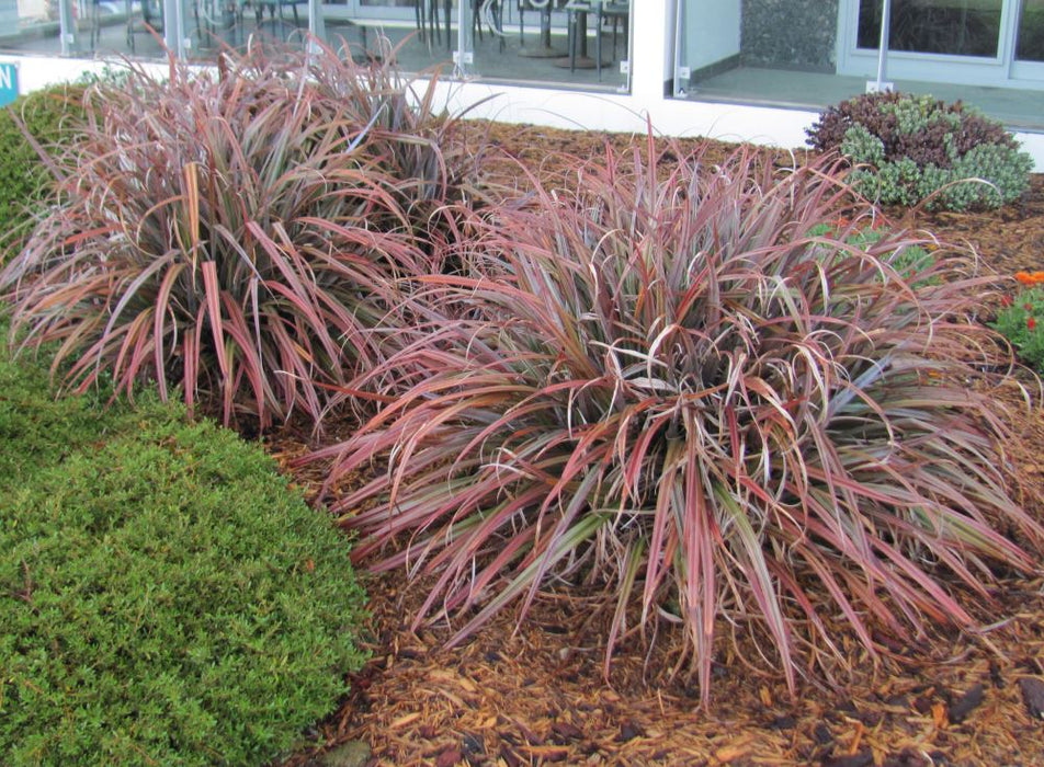 25x Astelia Rebel - $14.95 each