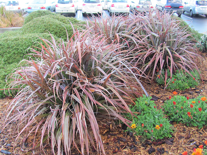 25x Astelia Rebel - $14.95 each