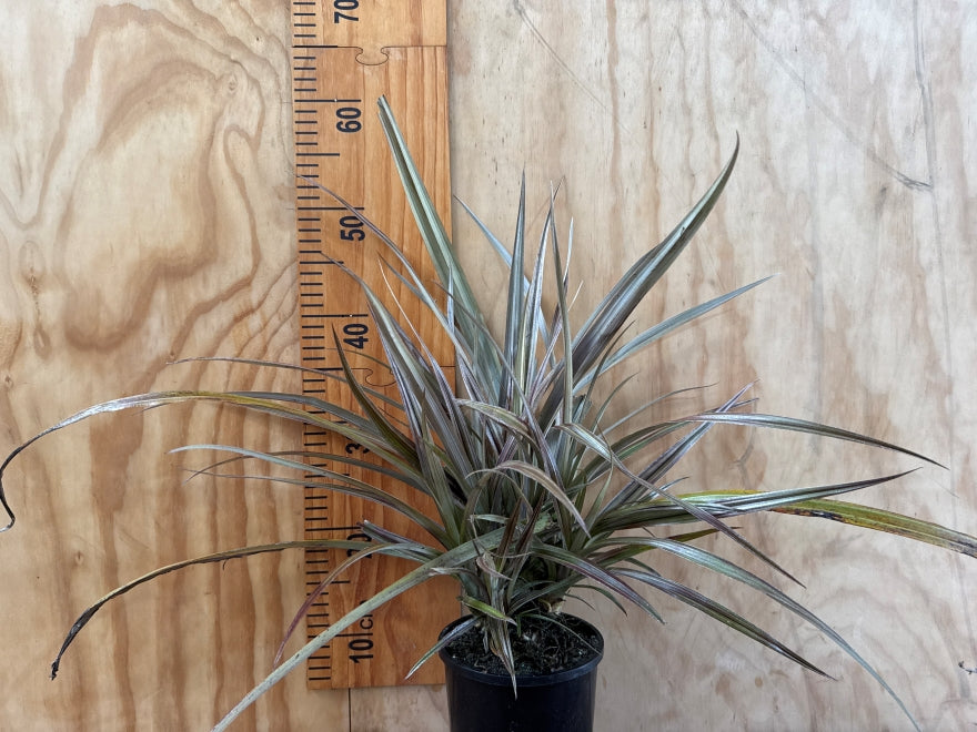 Astelia Rebel - XL Size