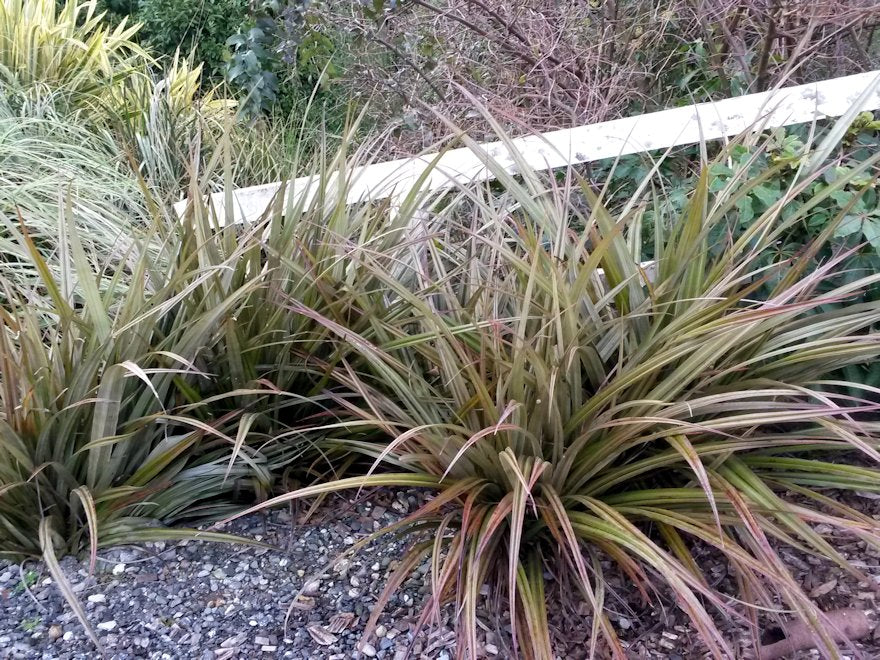 5x Astelia Westland - $13.99 each