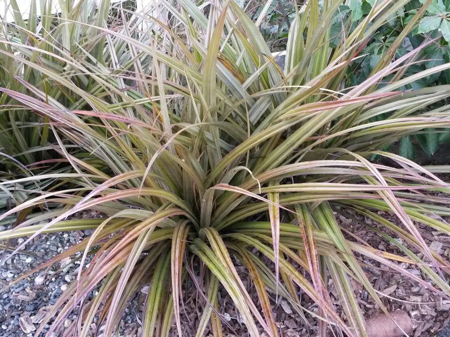 5x Astelia Westland - $13.99 each