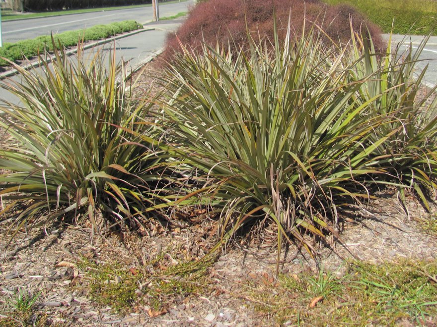 5x Astelia Westland - $13.99 each