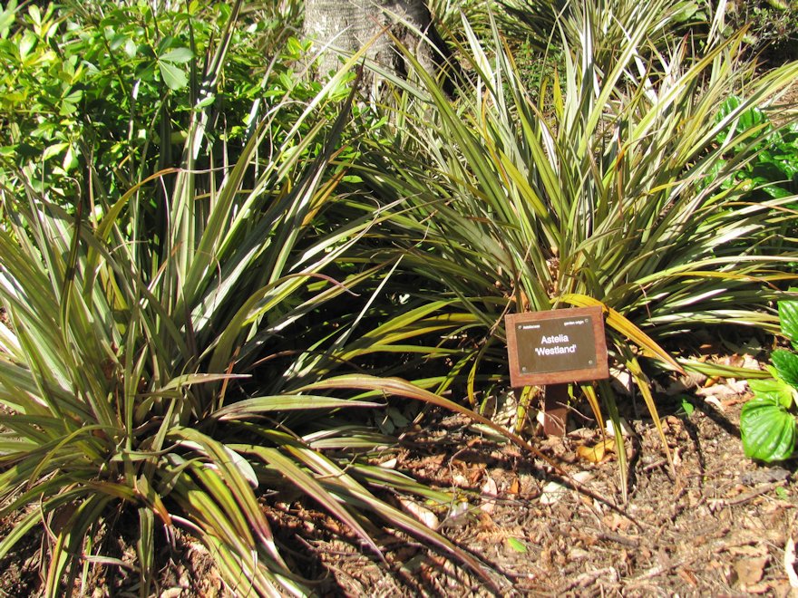 5x Astelia Westland - $13.99 each