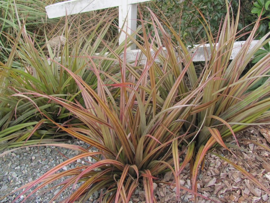 5x Astelia Westland - $13.99 each