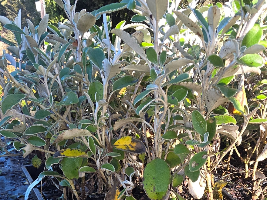 10x Sunshine Daisy Bush - $1.99 each