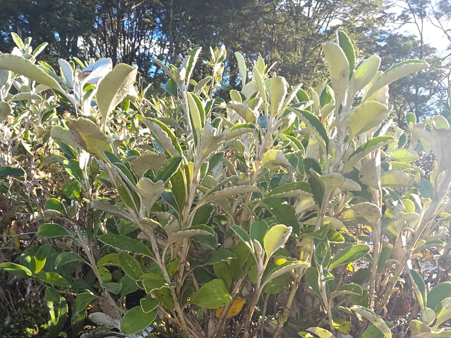 10x Sunshine Daisy Bush - $1.99 each