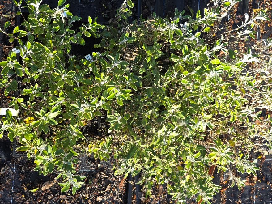 10x Sunshine Daisy Bush - $1.99 each