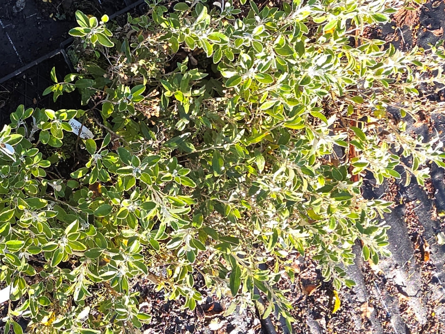 10x Sunshine Daisy Bush - $1.99 each