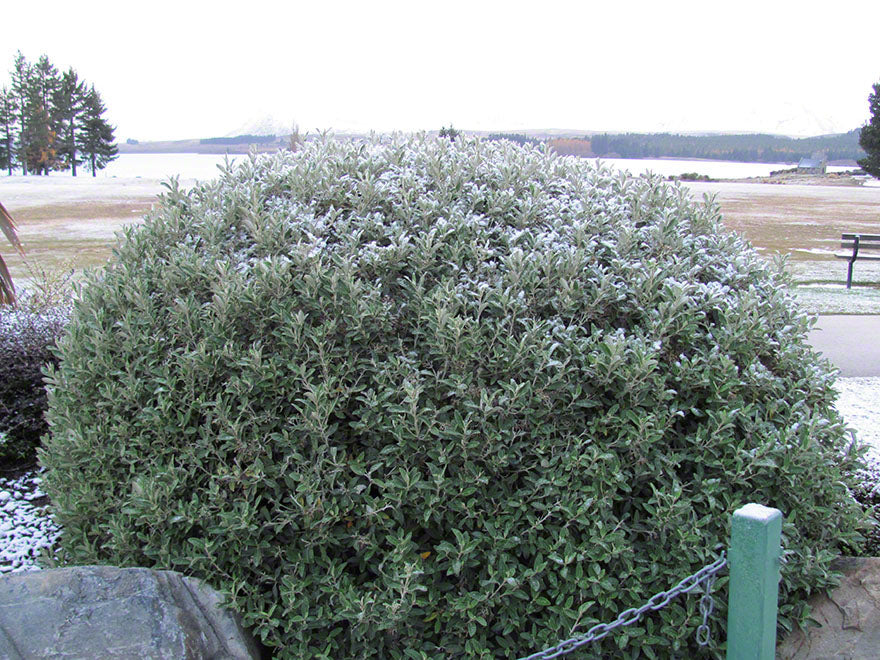 25x Brachyglottis Sunshine - $4.99 each