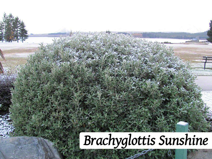 100x Super Flowering Combo - $3.99 each