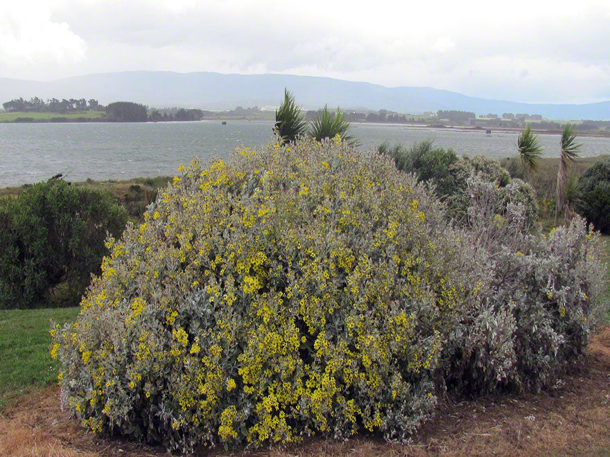 Brachyglottis Sunshine
