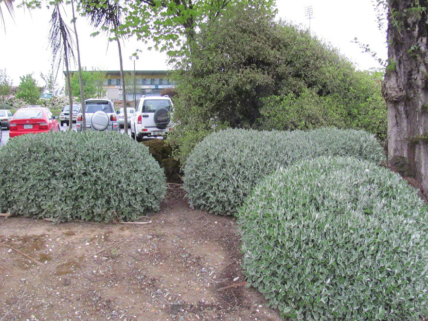Brachyglottis Sunshine