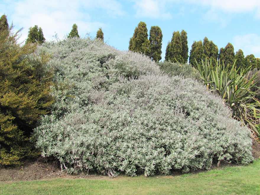 25x Brachyglottis Sunshine - $4.99 each