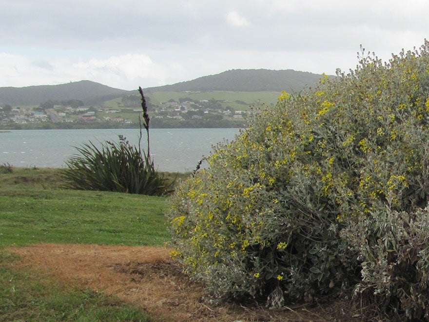 Brachyglottis Sunshine