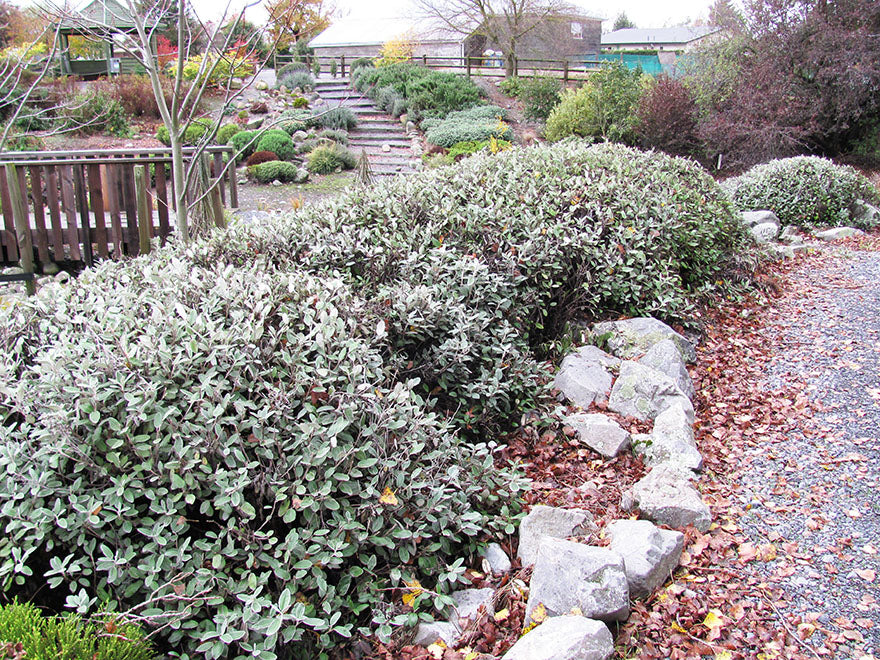 25x Brachyglottis Sunshine - $4.99 each