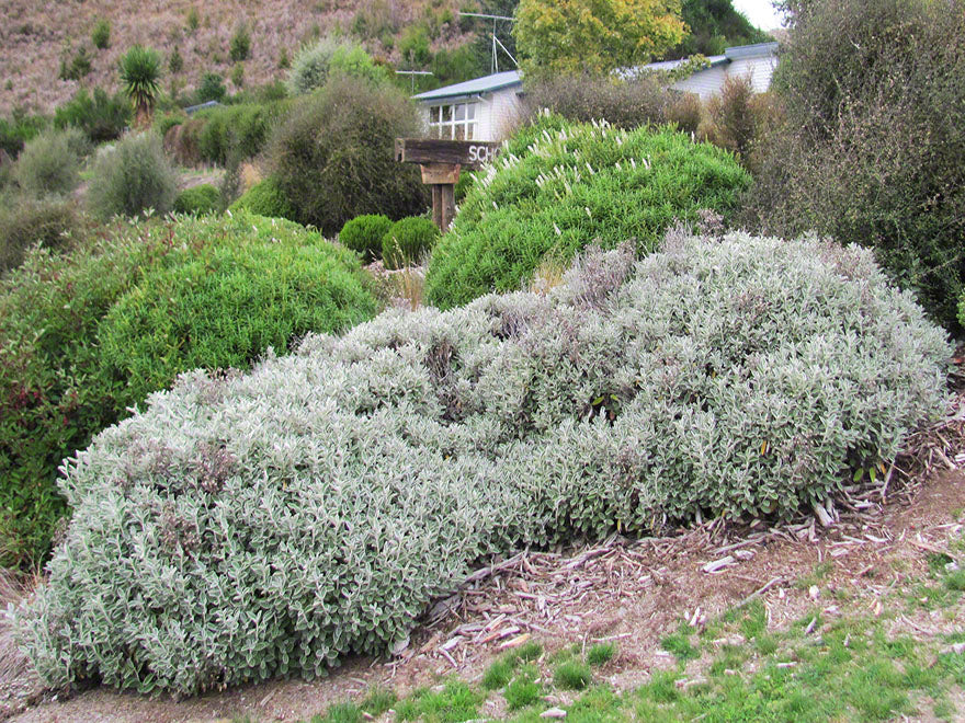 Brachyglottis Sunshine