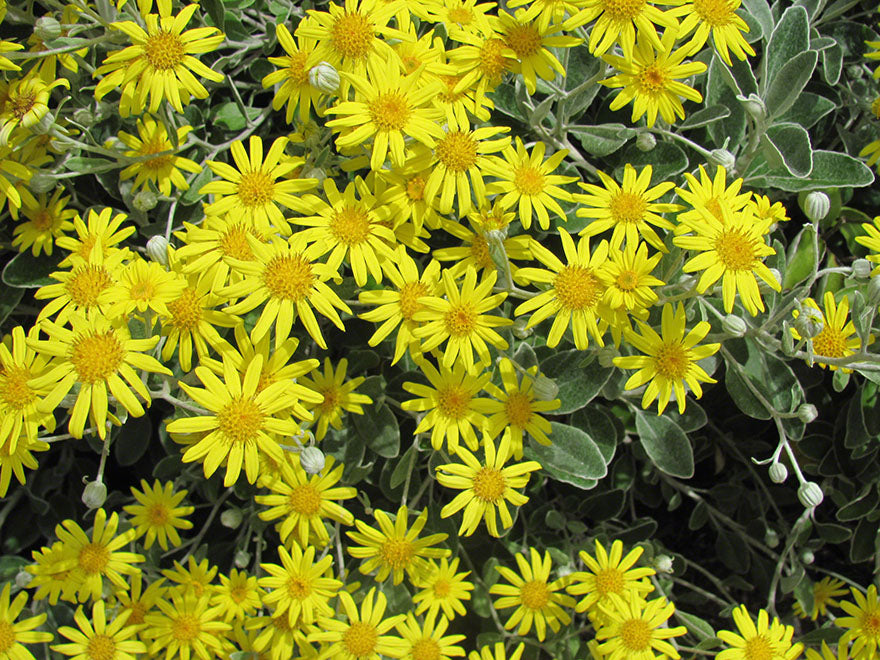 Brachyglottis Sunshine
