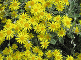 25x Brachyglottis Sunshine - $4.99 each