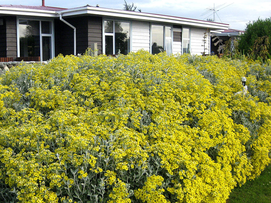 100x Brachyglottis Sunshine - $3.99 each