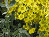 25x Brachyglottis Sunshine - $4.99 each