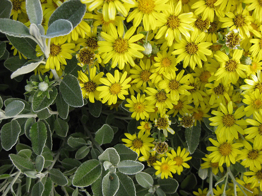 100x Brachyglottis Sunshine - $3.99 each