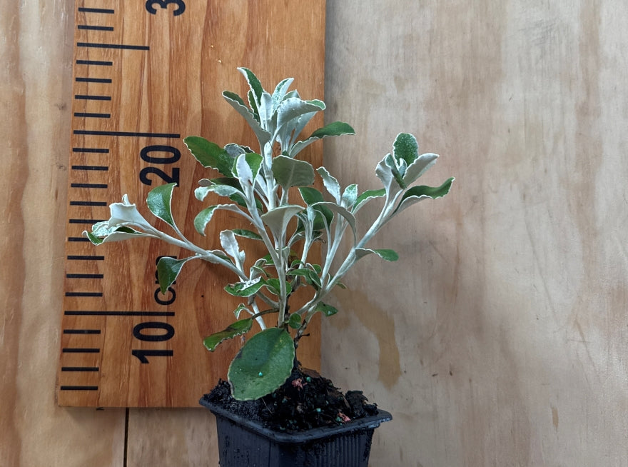 100x Brachyglottis Sunshine - $3.99 each