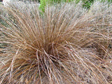 Carex Buchananii