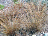 Carex Buchananii