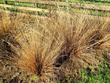 Carex Buchananii