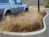 Carex Buchananii