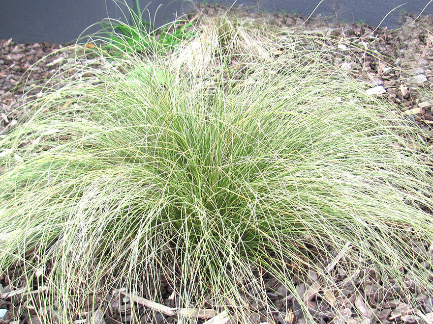 50x Carex Frosted Curls - $1.99 each