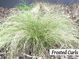 25x Grass Combo - $1.99 each