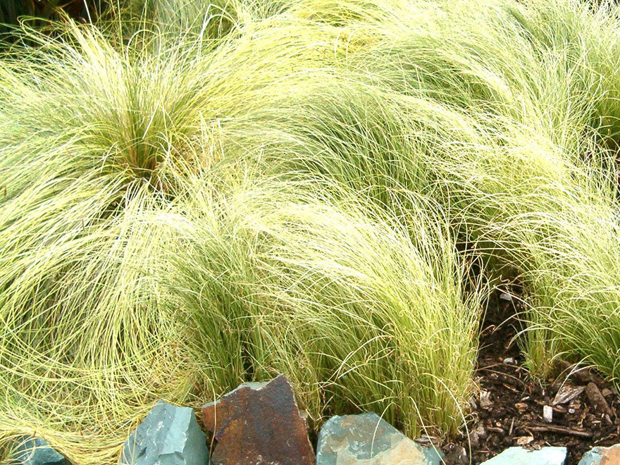 50x Carex Frosted Curls - $1.99 each