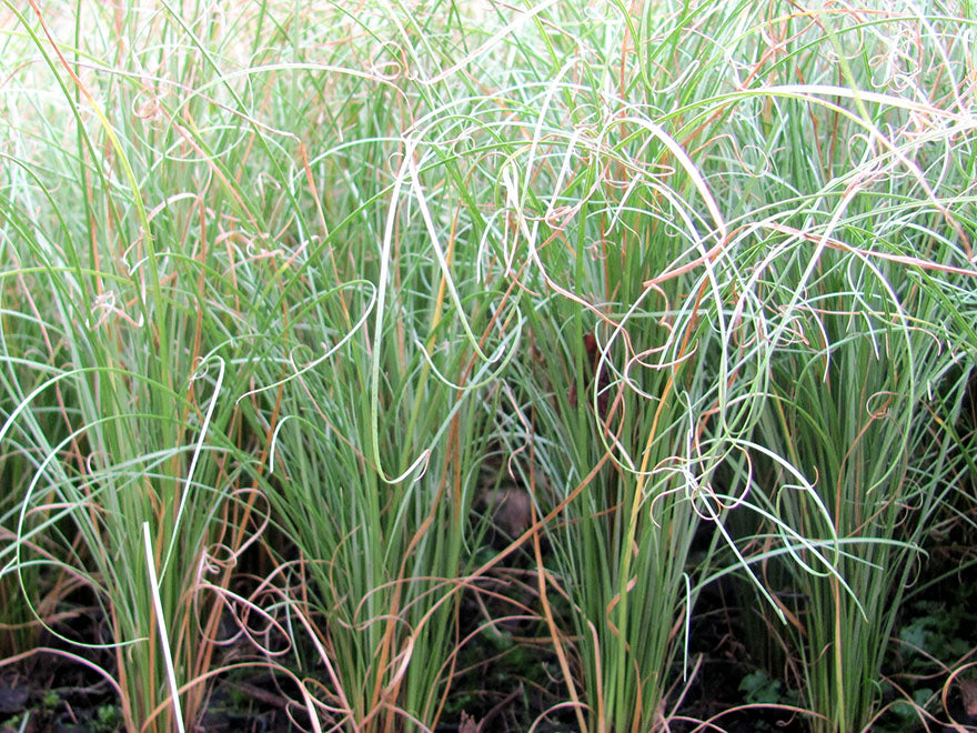 50x Carex Frosted Curls - $1.99 each