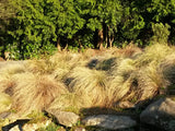 Carex Frosted Curls