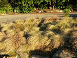 Carex Frosted Curls