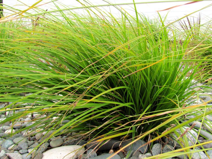 50x Carex Dissita - $2.99 each