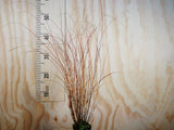 50x Carex Flagellifera Red - $3.59 each