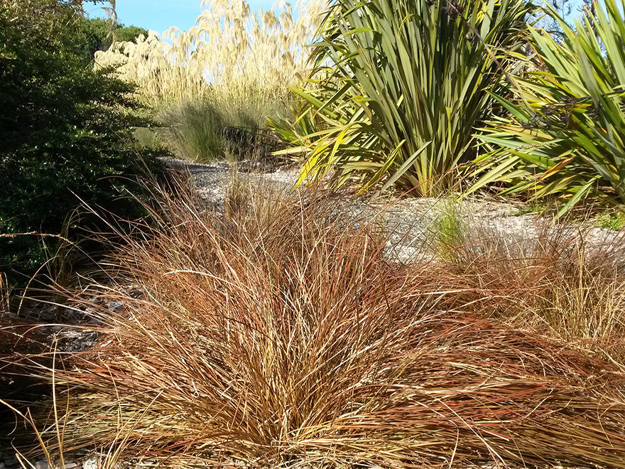 100x Red Carex - $1.99 each