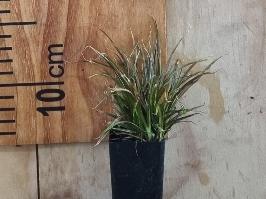 10x Red Carex - $2.99 each